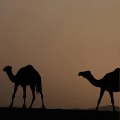 Colorful Standard Classic Organic Sweatpants - Sahara Camel -Fashion Menswear Store ClassicOrganicTee SaharaCamel03 60eac871 5e3e 4106 aaf3 caee68b25598